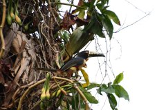 Araçari à collier - Toucan