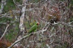 Amazone à Lores Rouge