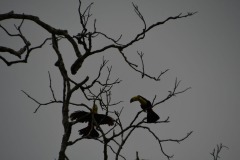 Toucan à Carène