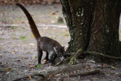 Coati