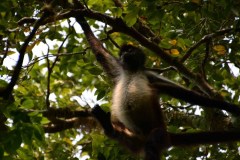 Singe arraignée