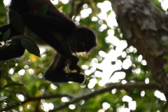Singe arraignée