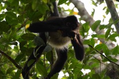 Singe arraignée
