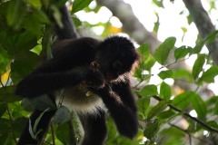 Singe arraignée