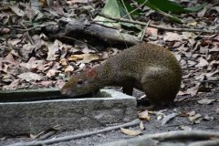 Agouti
