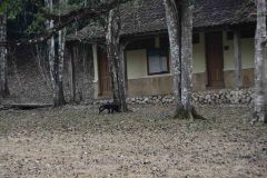 Un singe hurleur traverse le camping