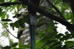 Mâle quetzal : macho