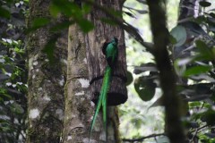 Prêt à entrer dans son nid