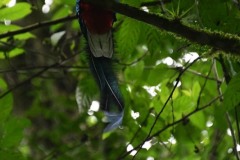 Femelle quetzal : hembra