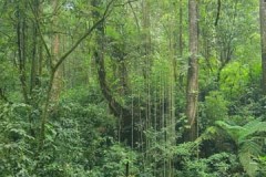 la jungle, les lianes
