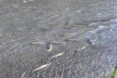 Le "salmon run" ou remontée/course des saumons