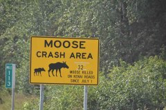 Régulièrement on trouve le nombre de morts sur la route....enfin, d'orignaux et d'ours morts !