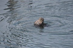 Une loutre bien sympathique à regarder