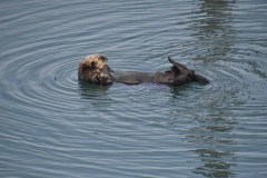 La loutre adore cette position sur le dos, idéale pour manger, faire sa toilette ou se reposer