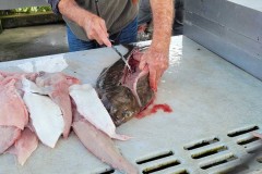 Sur le port, les tables de découpe du poisson