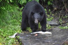 Cet ours à commencé par manger les oeufs.