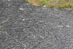 Des milliers de saumons... qui attirent les ours, les mouettes, les lions de mer...
