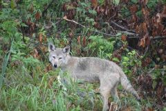 Un coyote en plein repas